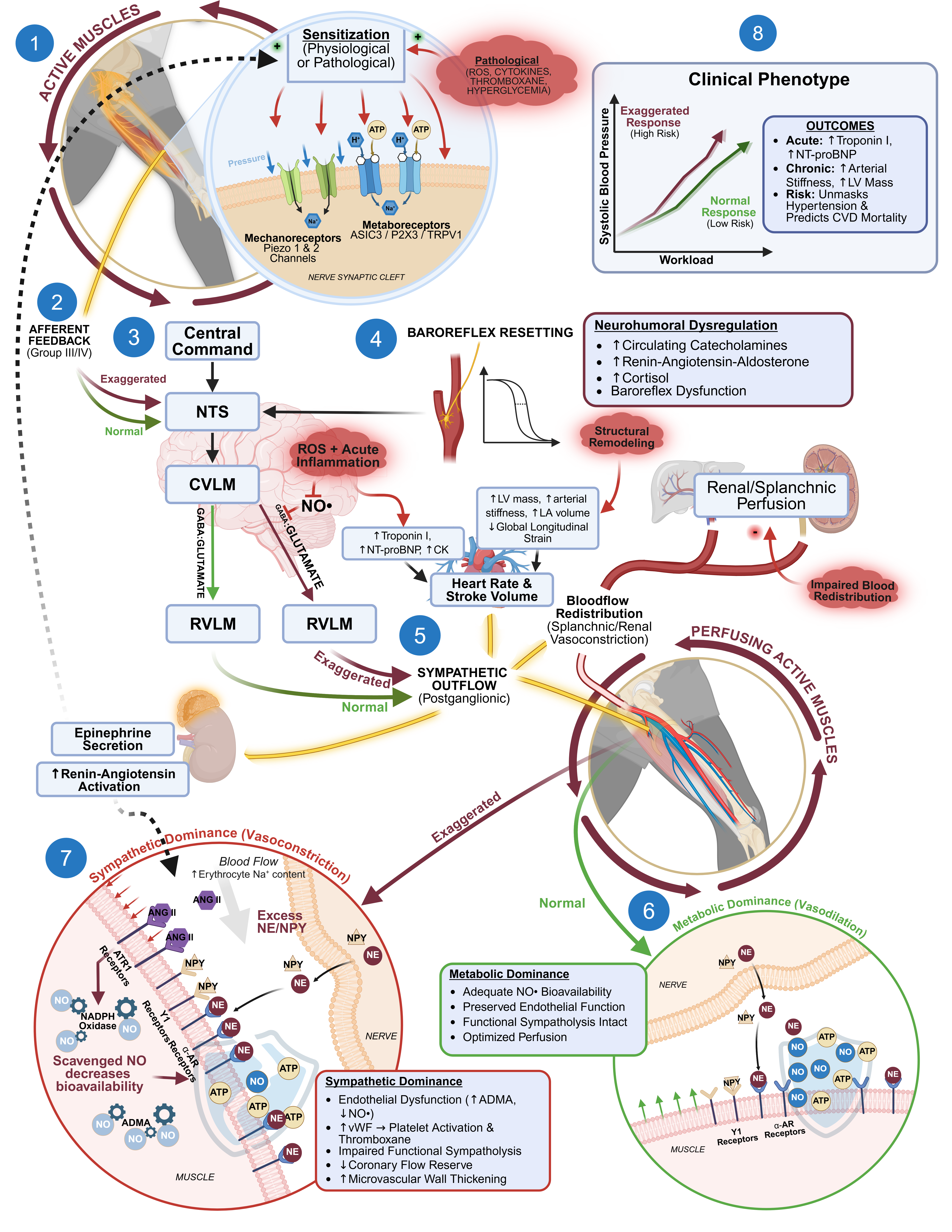 Exercise pressor reflex dysfunction: physiological and pathological pathways