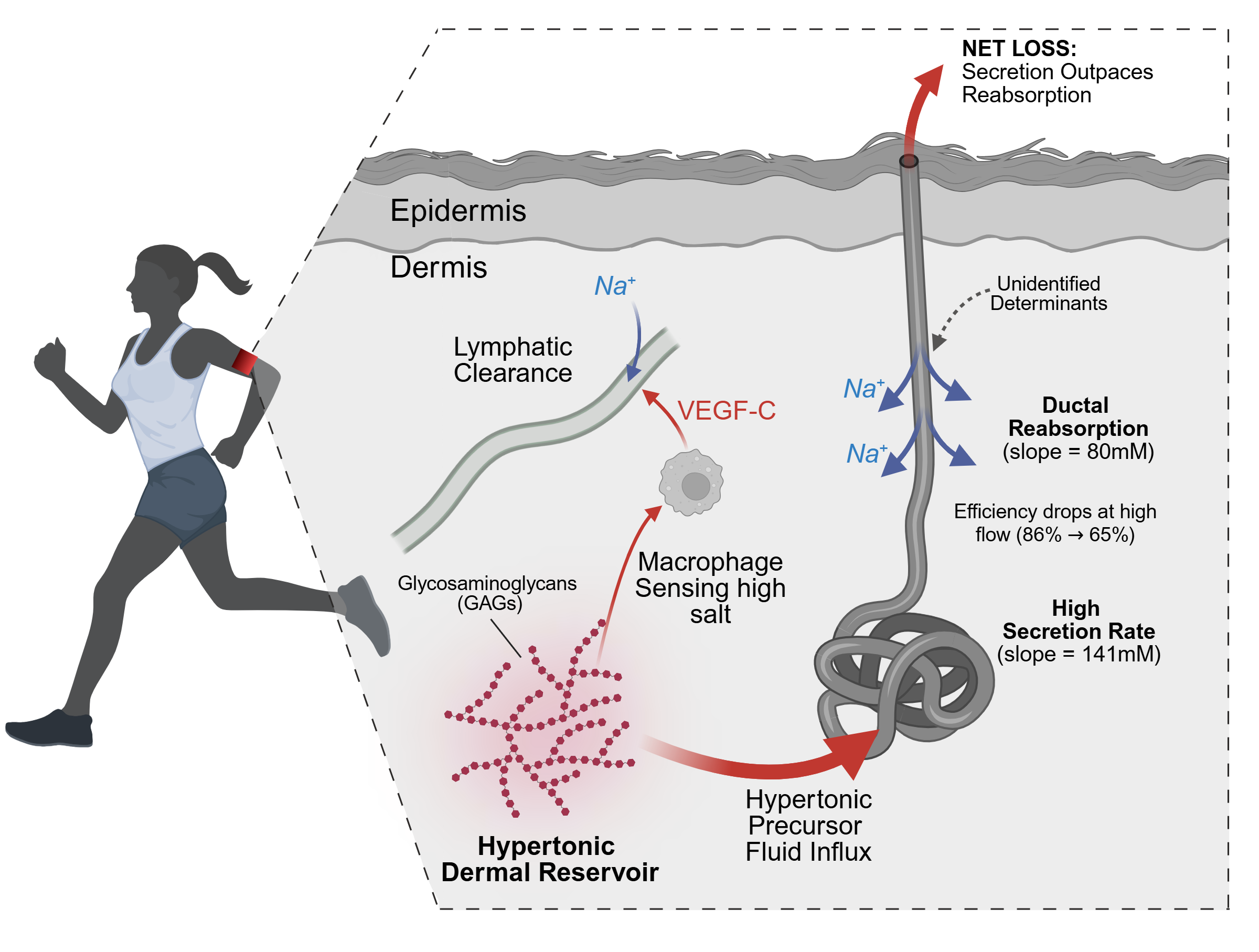 Mechanistic overview of dermal sodium excretion and sweat gland kinetics
